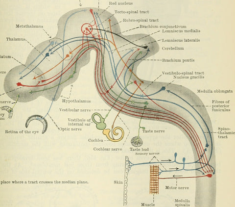 Neuroanatomy of Dance