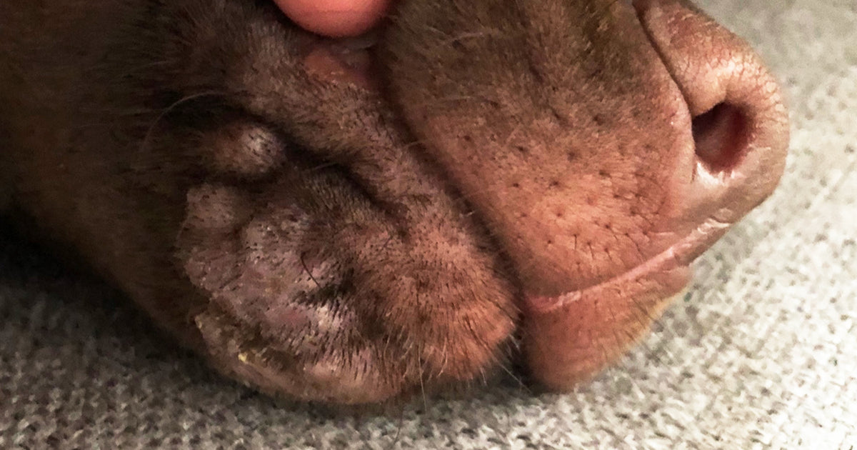 why do dogs have bumps on their face