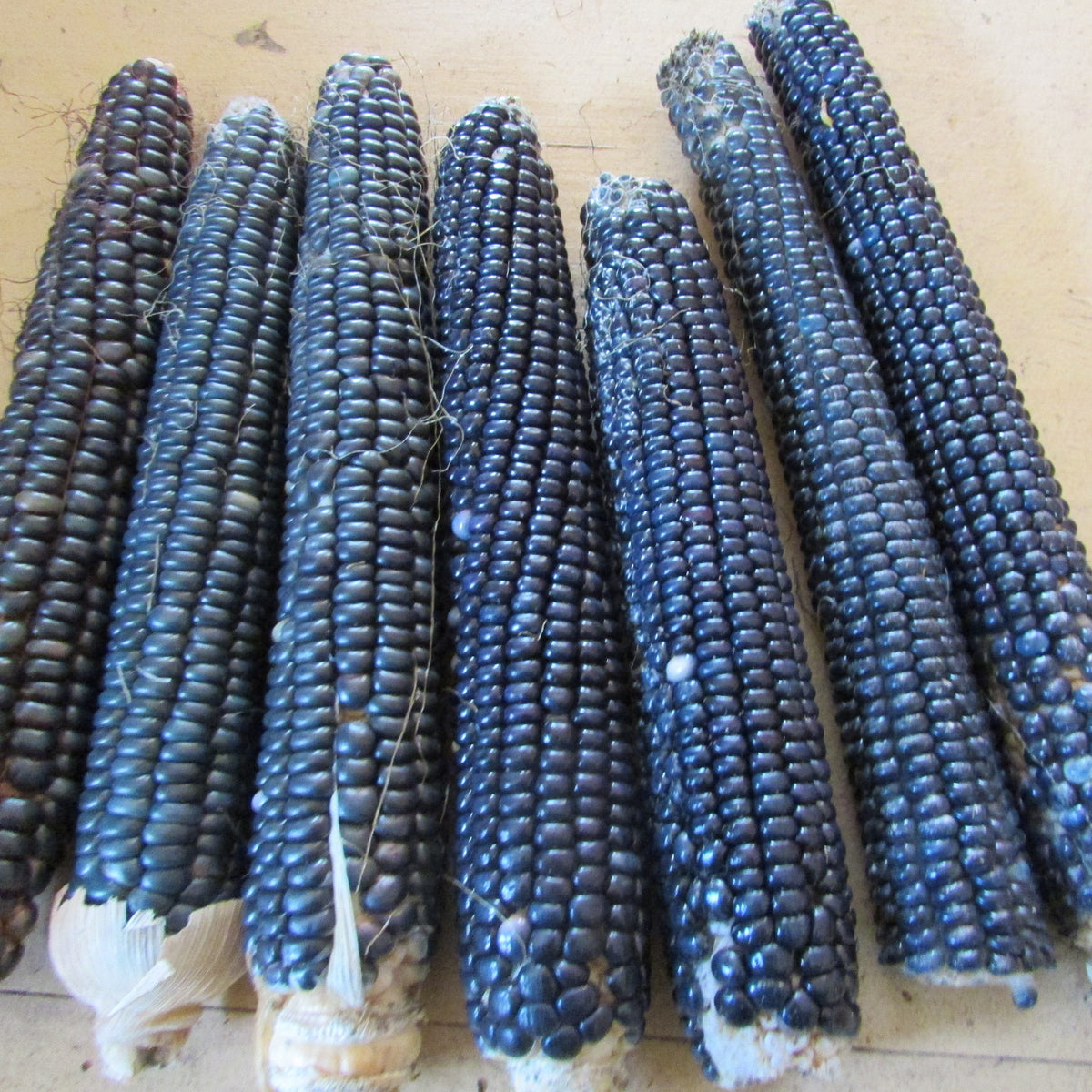 Blue Corn Blend – North Circle Seeds