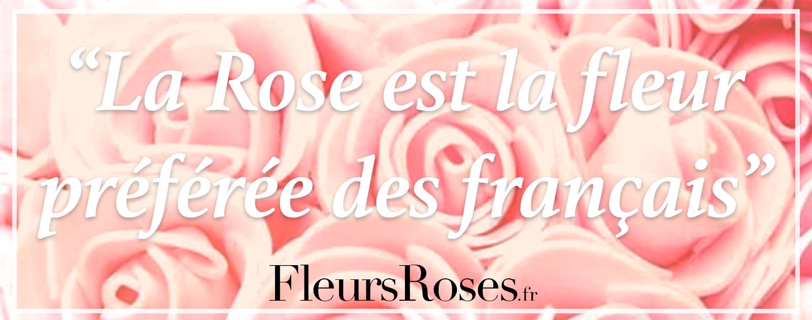 La rose fleur préféré des francais