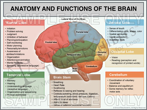 Anatomy and Functions of the Brain