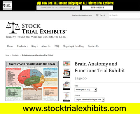 cost effective brain-anatomy-and-functions-trial-exhibit
