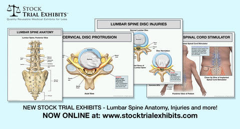 Anatomy of the Thoracic Spine - Trial Exhibits Inc.