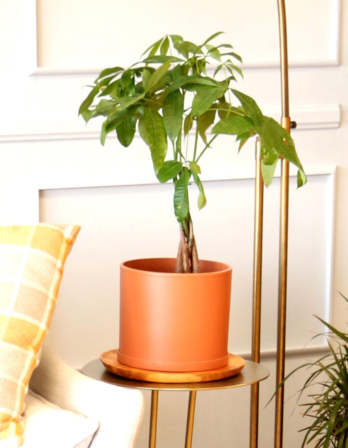 Money Tree Plant - Pachira – Plantquility Houseplants