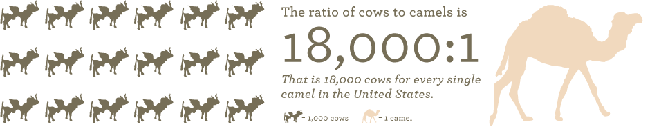 Population of camels in the US - ratio of cows to camels in the US