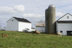 Small family camel farms