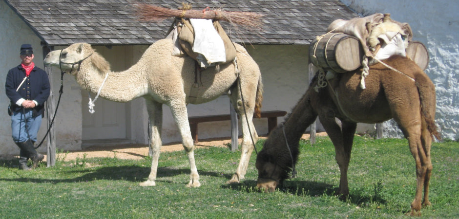 Texas Camel Corps 