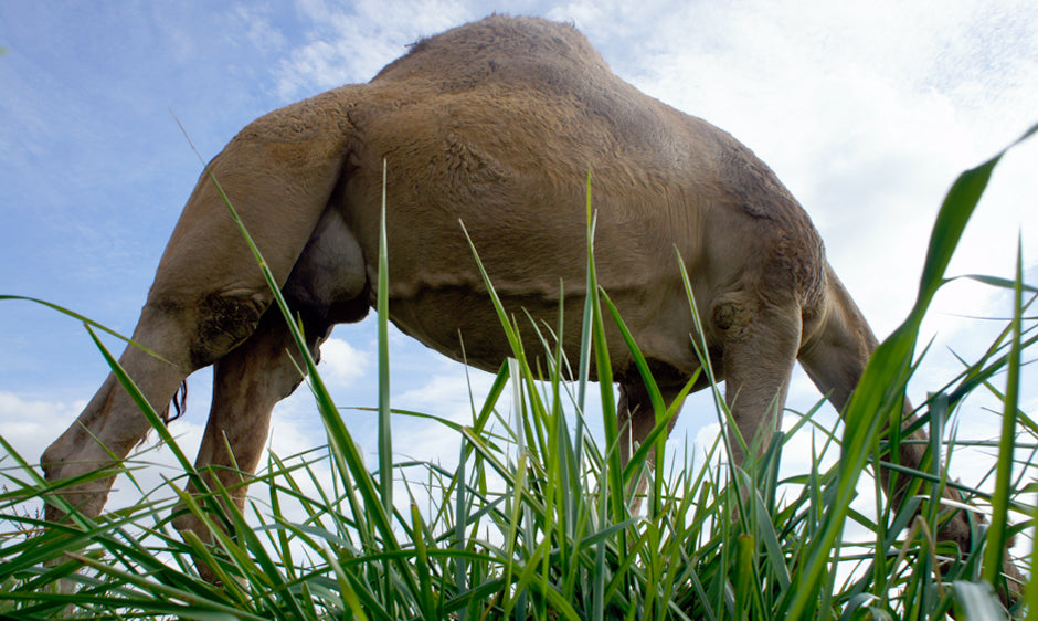 pasture raised camels at Desert Farms