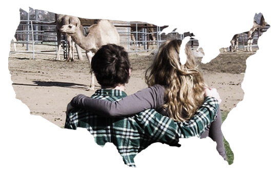 Camel milk in the USA