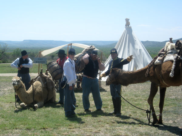 History of Camels in the US
