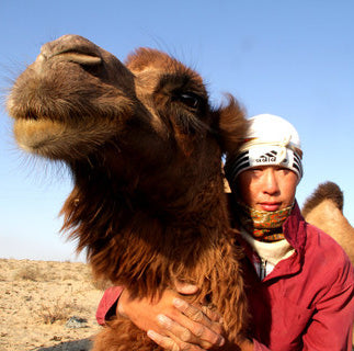 Nomad and his camel