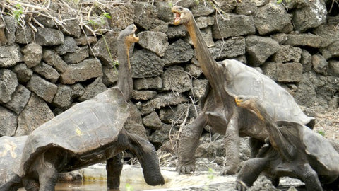 Giant Galápagos tortoises- Pearson 