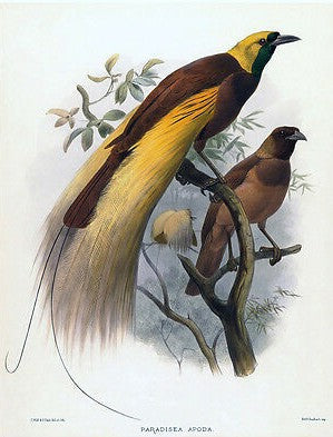  Russel-Wallace’s theories on birds of paradise startled Darwin - Pearson  