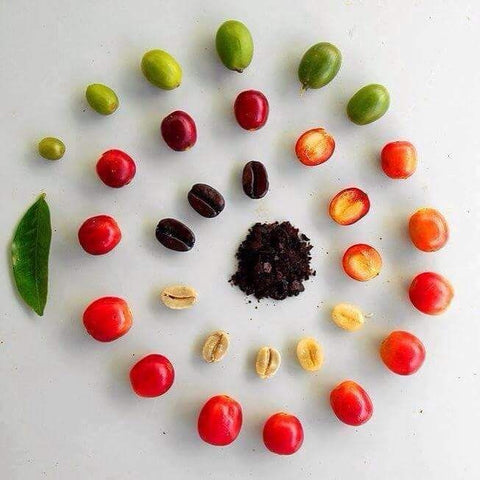 Coffee Beans and Cherry Beans