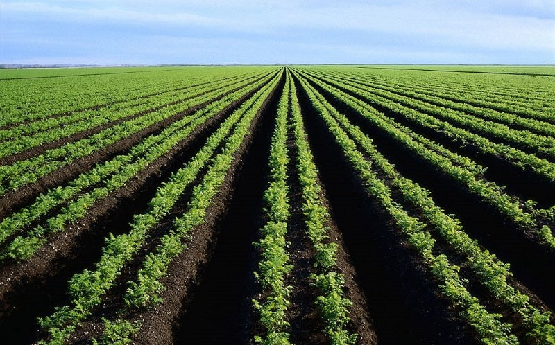 FOUNDER OF GIAO LTD HOW HE STARTED AGRICULTURAL TRADE-IN RWANDA