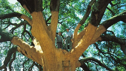 Two men standing on top of the biggest cork oak tree in the world