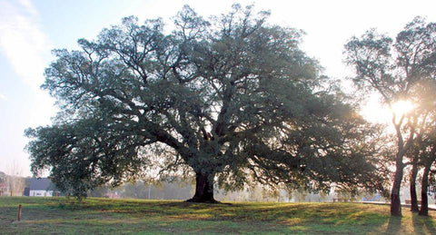 Biggest cork oak tree in Portugal