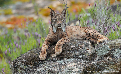 Iberian Lynx 