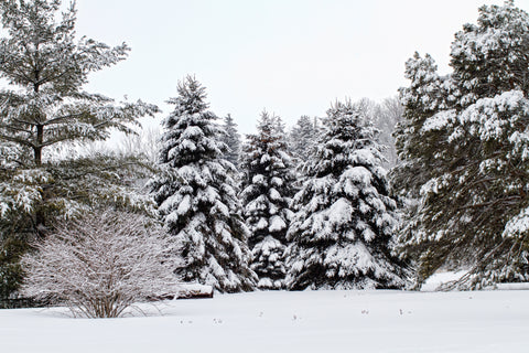 Golf Hole 15 Snow Trees