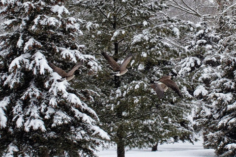 Canadian Geese on Golf Course