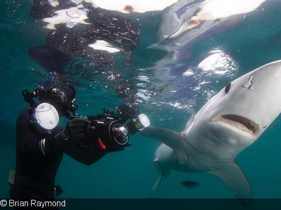 Lauren Benoit photographing blue sharks