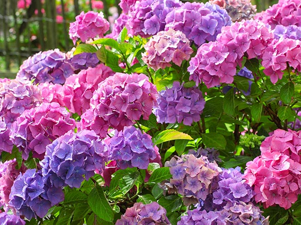 hydrangea merritt pink