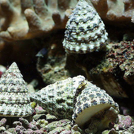 Turbo Snails x 5