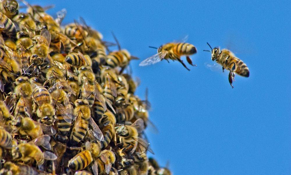 what-do-swarming-bees-mean-cbs-colorado