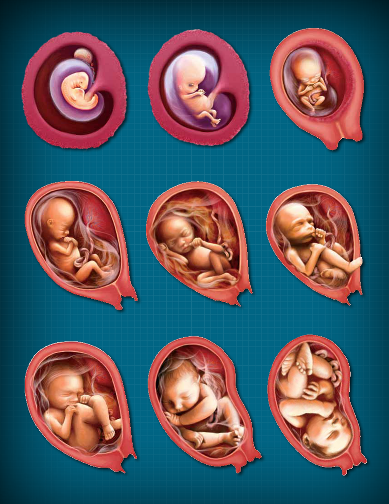 Diagram Labelled Diagram Of Fetus In Womb Mydiagramonline