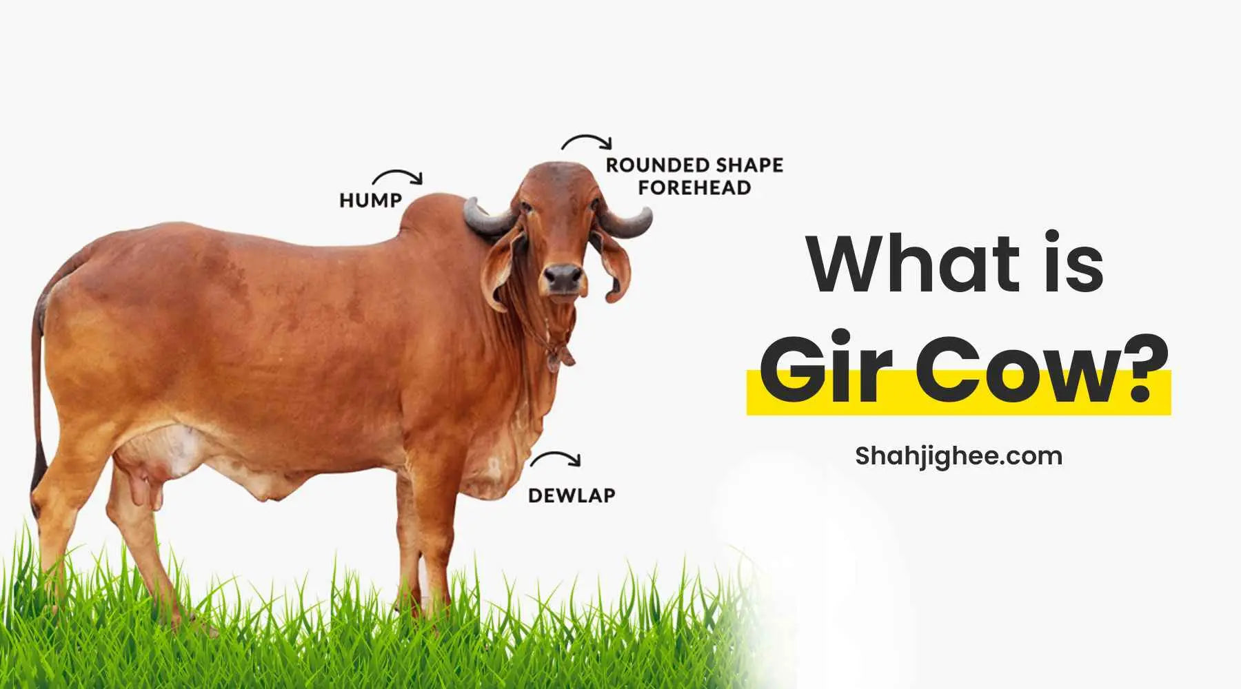 Top 999+ gir cow images – Amazing Collection gir cow images Full 4K