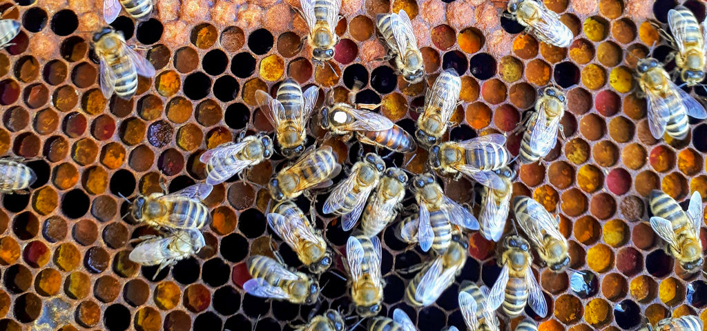 les abeilles sont les reines de nos forêts