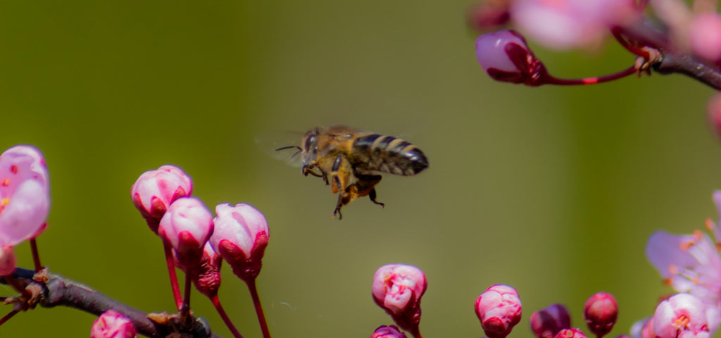 les abeilles sont les reines de nos forêts