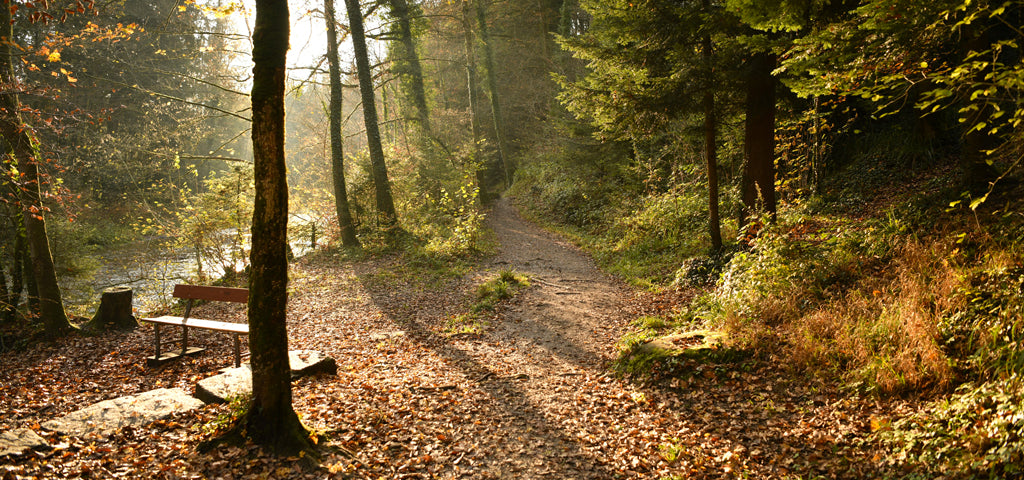 NOTRE SUISSE ET SES ARBRES