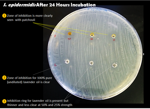 S. epidermidis Results