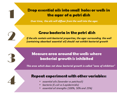 Experiment Steps Against E. coli & S. epidermidis