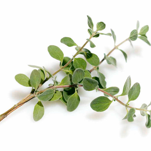 Marjoram