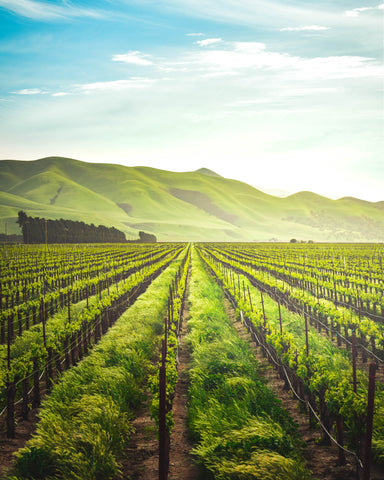 Wine vineyards terroir