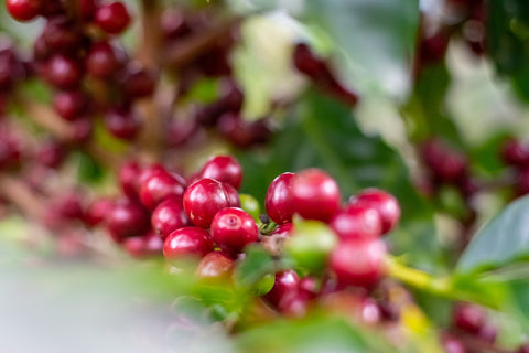 Ripe coffee cherries on a coffee tree