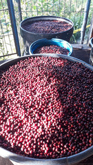 Colombia La Julia Coffee Cherries