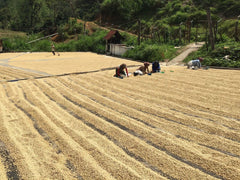 Sorting Parchment at Finca Santa Isabel