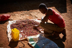 Kenya Ruchu Hand Sorting