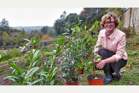 Jenny Tunley-Price with the first tea plants 