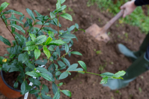 Tea plantation