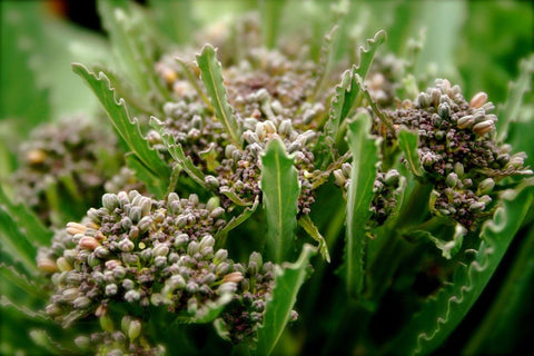 broccoli seed