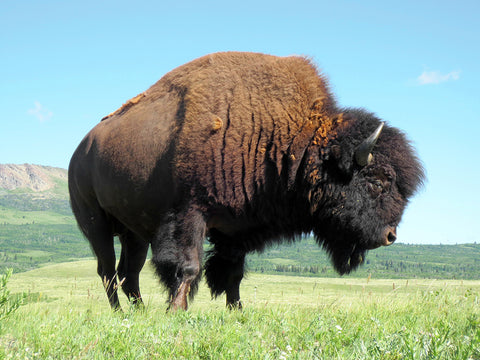 bearded animal bison 