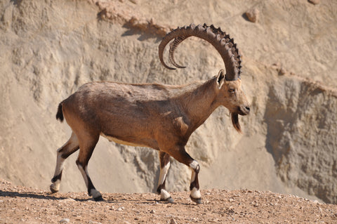 beard animal ibex