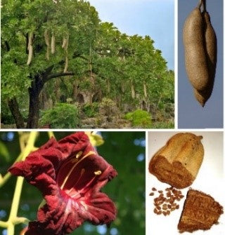 Kigelia Africana Fruit Extract aus dem Leberwurstbaum