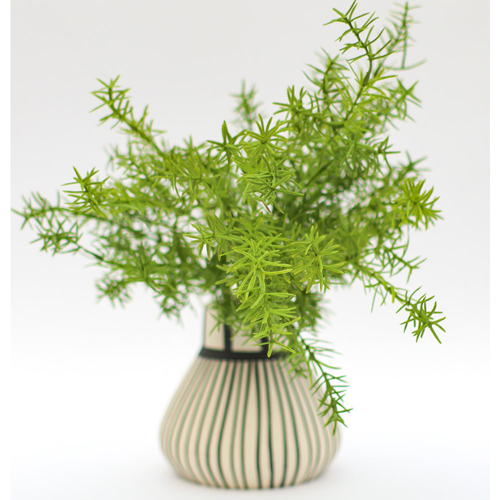 Asparagus Fern