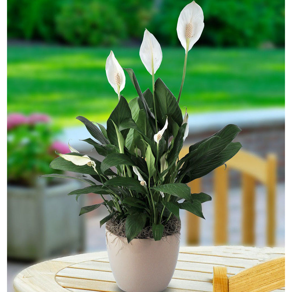 Peace Lily (Spathiphyllum lima)