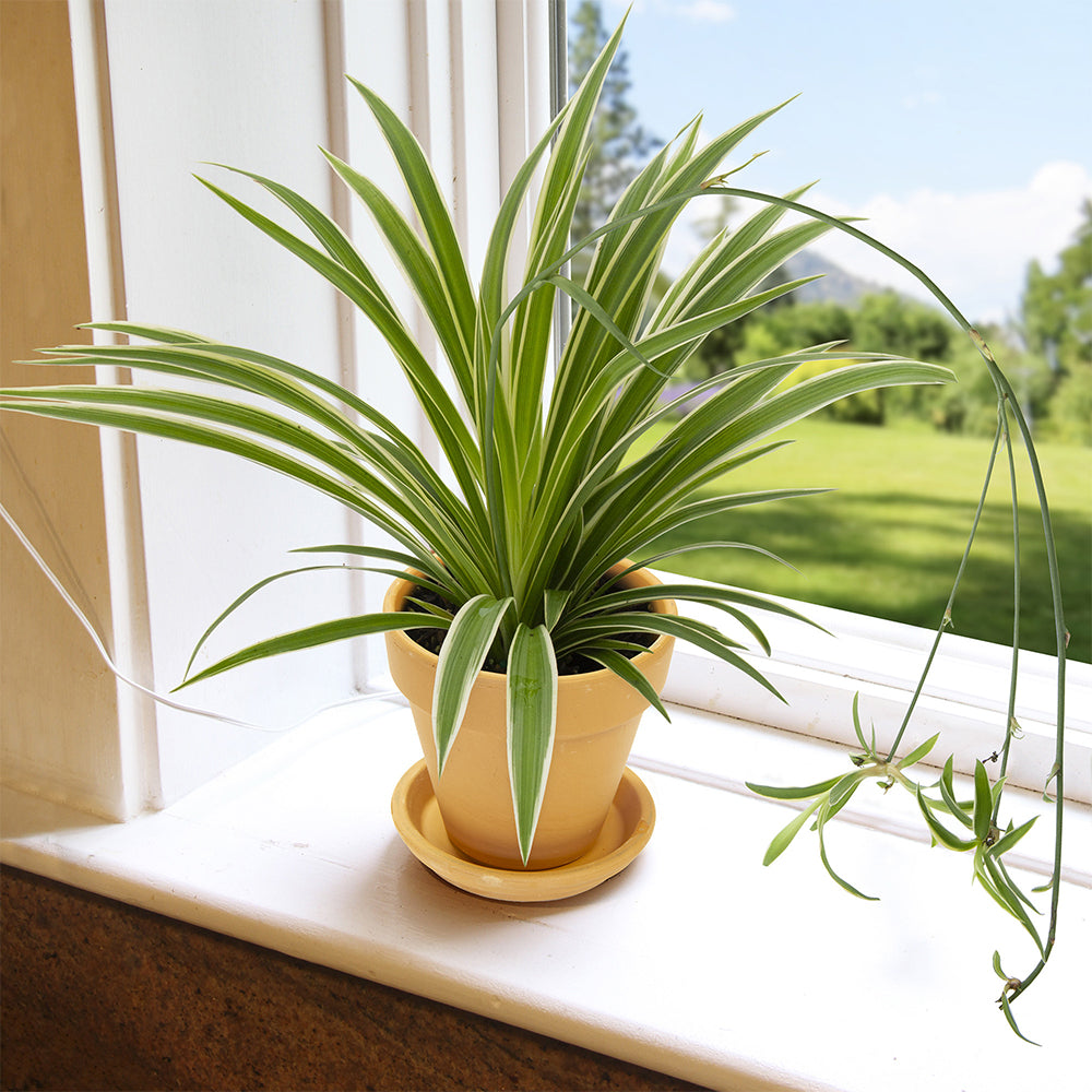 Spider Plant (Chlorophytum comosum)